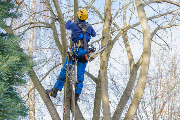 Trusted Whitney, SC Tree Removal Services Experts