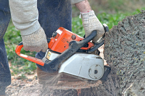 How Our Tree Care Process Works  in  Whitney, SC